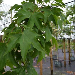 Acer cappadocicum 'Rubrum' 16-18 EHS